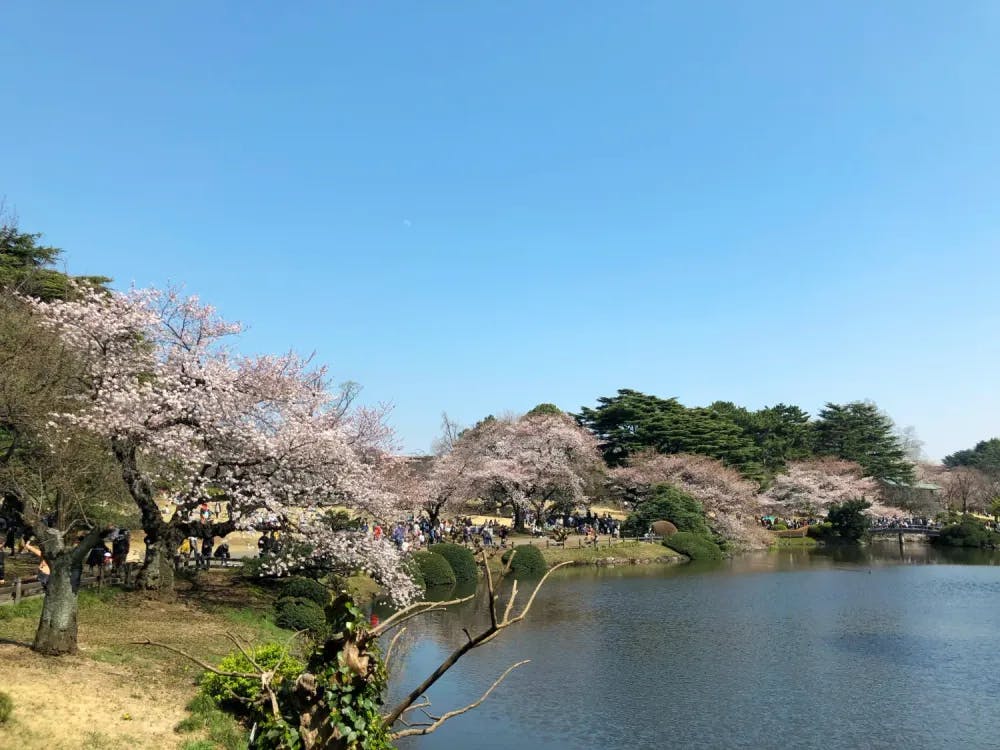 Sakura trees in Shinjuku Gyoen in Shinjuku, Tokyo