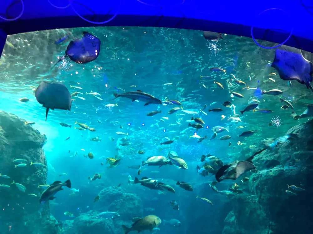 Main tank in Enoshima Aquarium in Enoshima, Kanagawa Prefecture