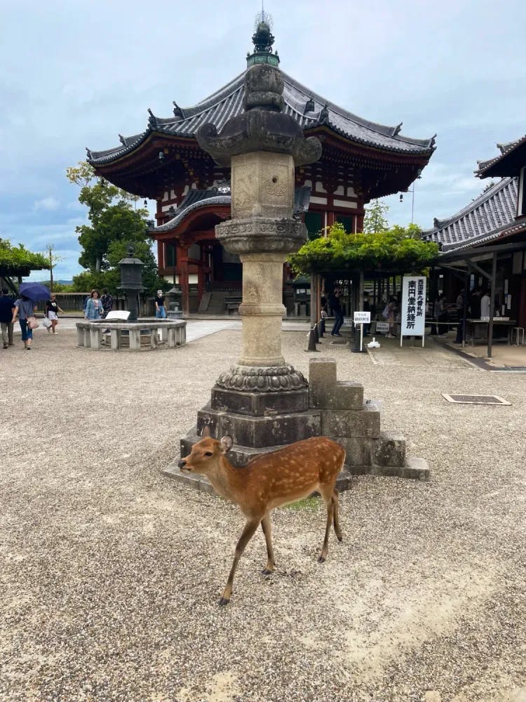 Deer walking around in Nara, Nara Prefecture