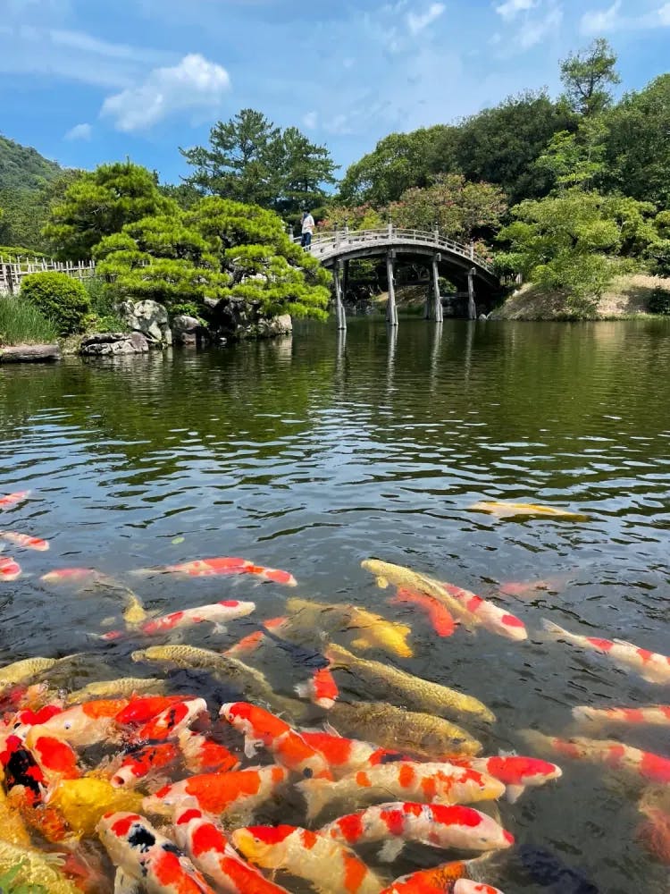 Koi in a pond in Ritsurin Garden in Takamatsu, Kagawa Prefecture