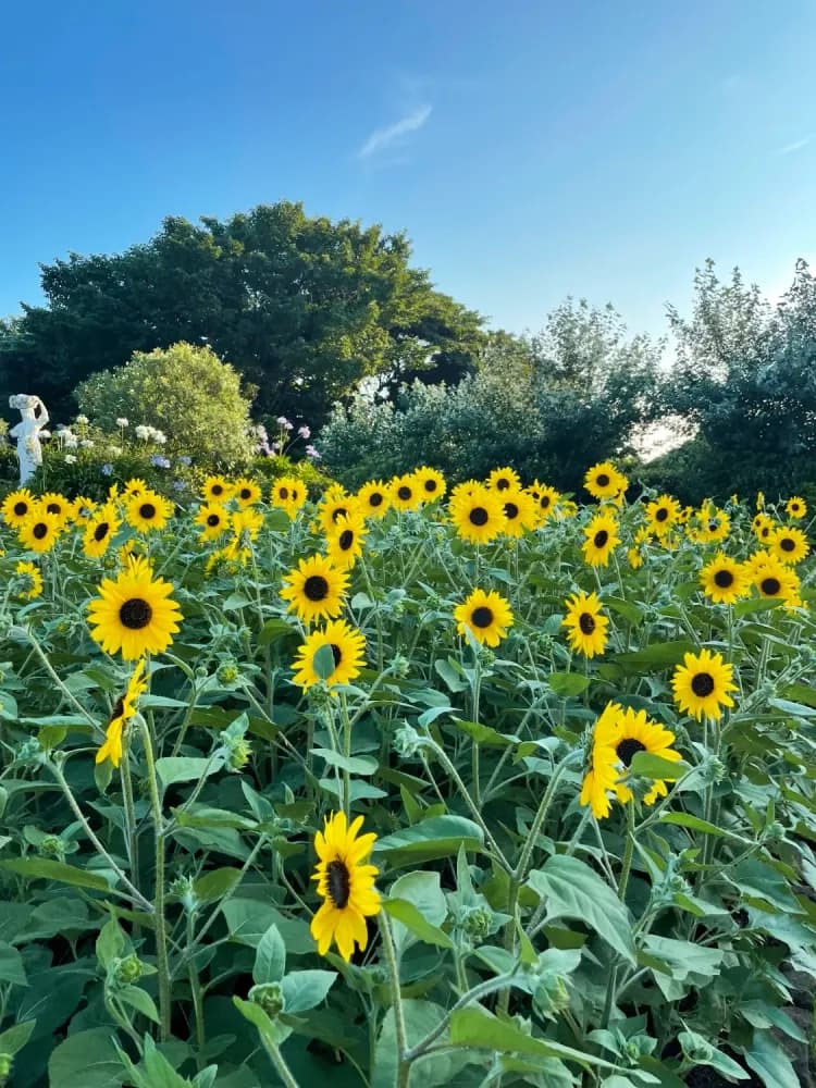 Sunflowers at Nagai Soleil Hill in Miura, Kanagawa Prefecture