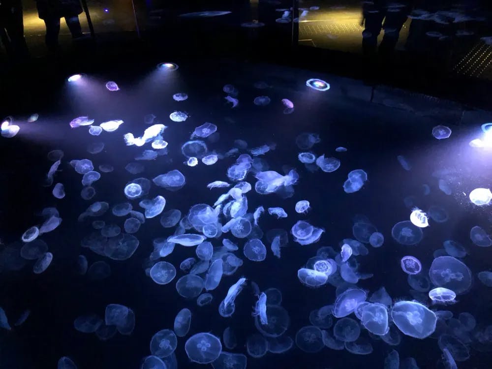 Jellyfish exhibit at Sumida Aquarium in Sumida, Tokyo