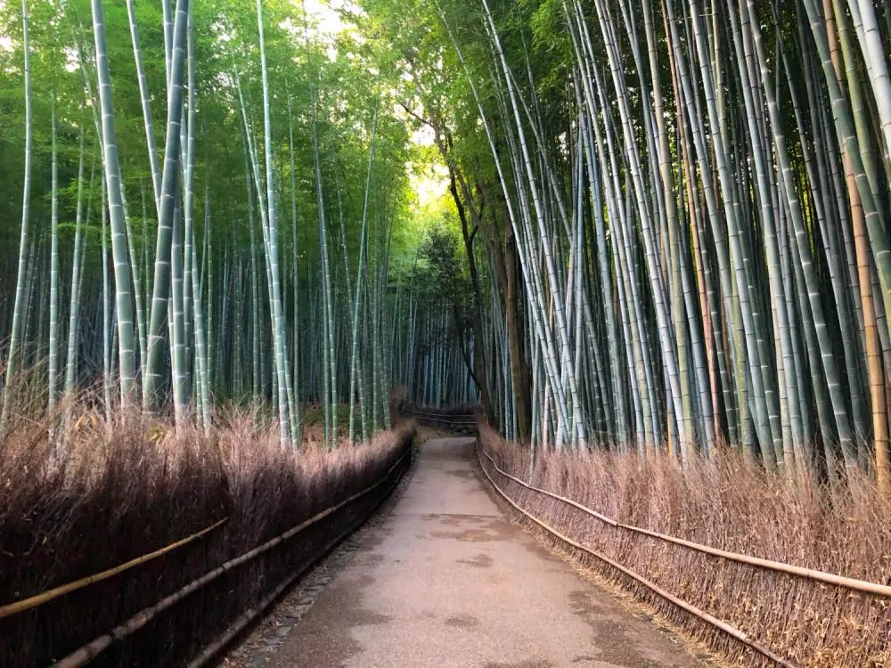 Walkway through the Arashiyama Bamboo Grove in Arashiyama, Kyoto Prefecture