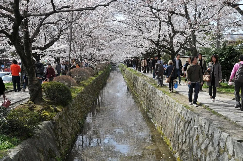 People walking under the sakura at the Philosopher's Path in Kyoto, Kyoto Prefecture