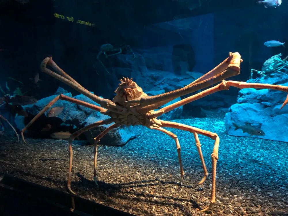 Japanese spider crab exhibit in the Kaiyukan in Osaka, Osaka Prefecture