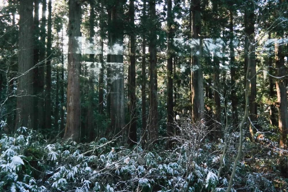 Snow Covered Trees in Bijodaira