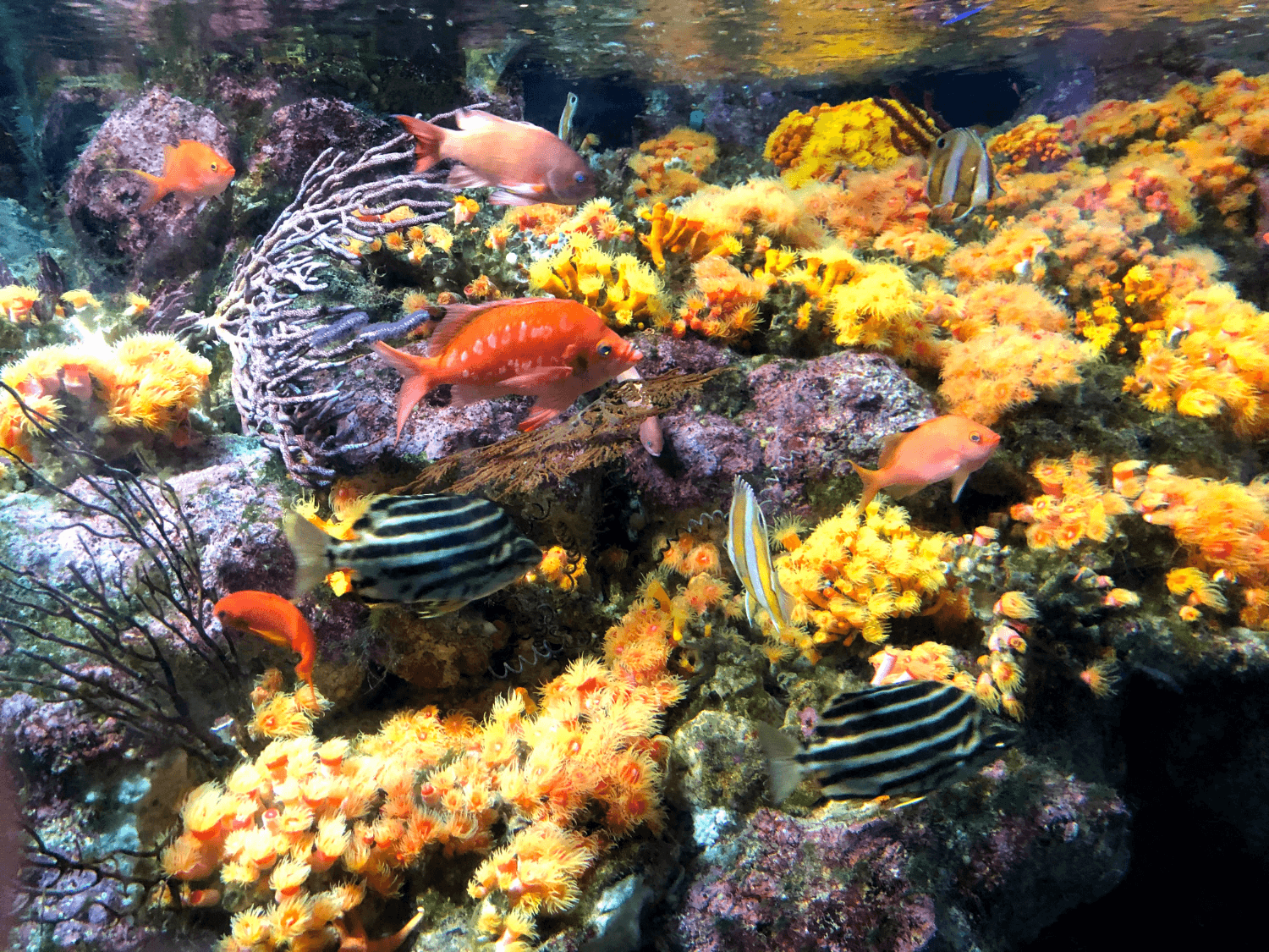Fish Tank in Enoshima Aquarium featuring Kuroshio Marine Life