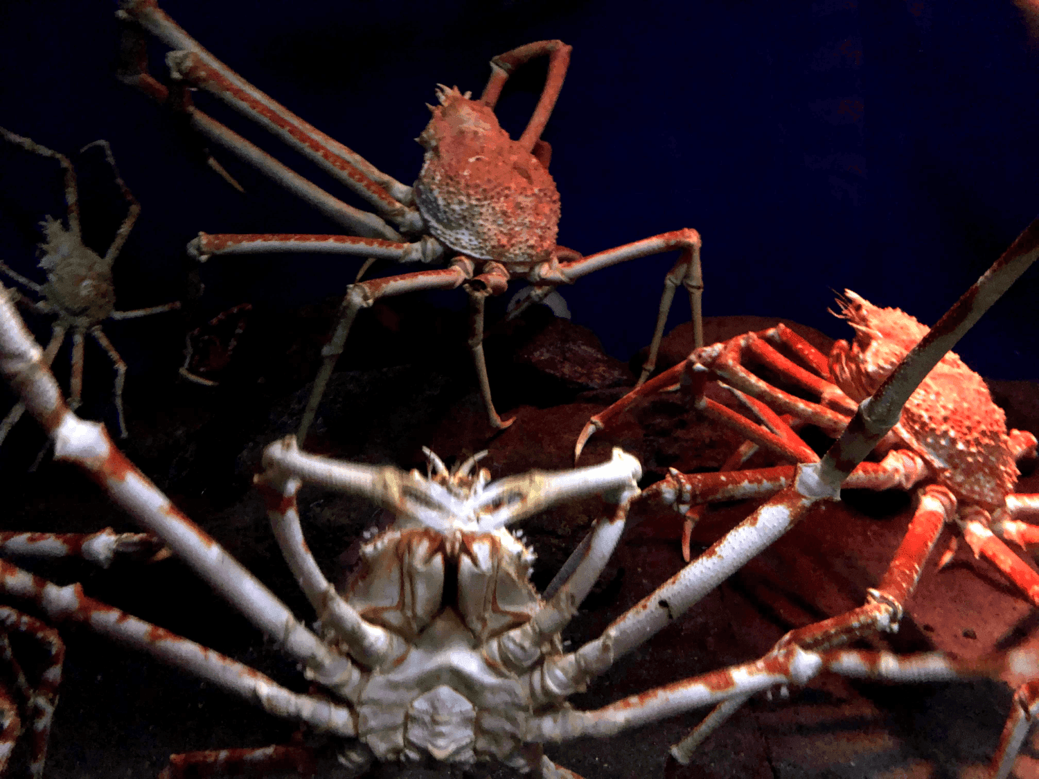 The Deep Sea Tank with Zuwaigani in Enoshima Aquarium