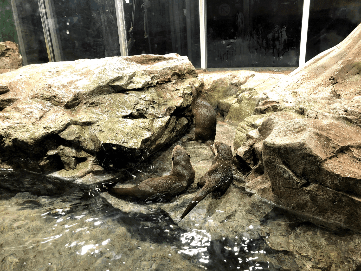 The Otter Exhibit at Enoshima Aquarium