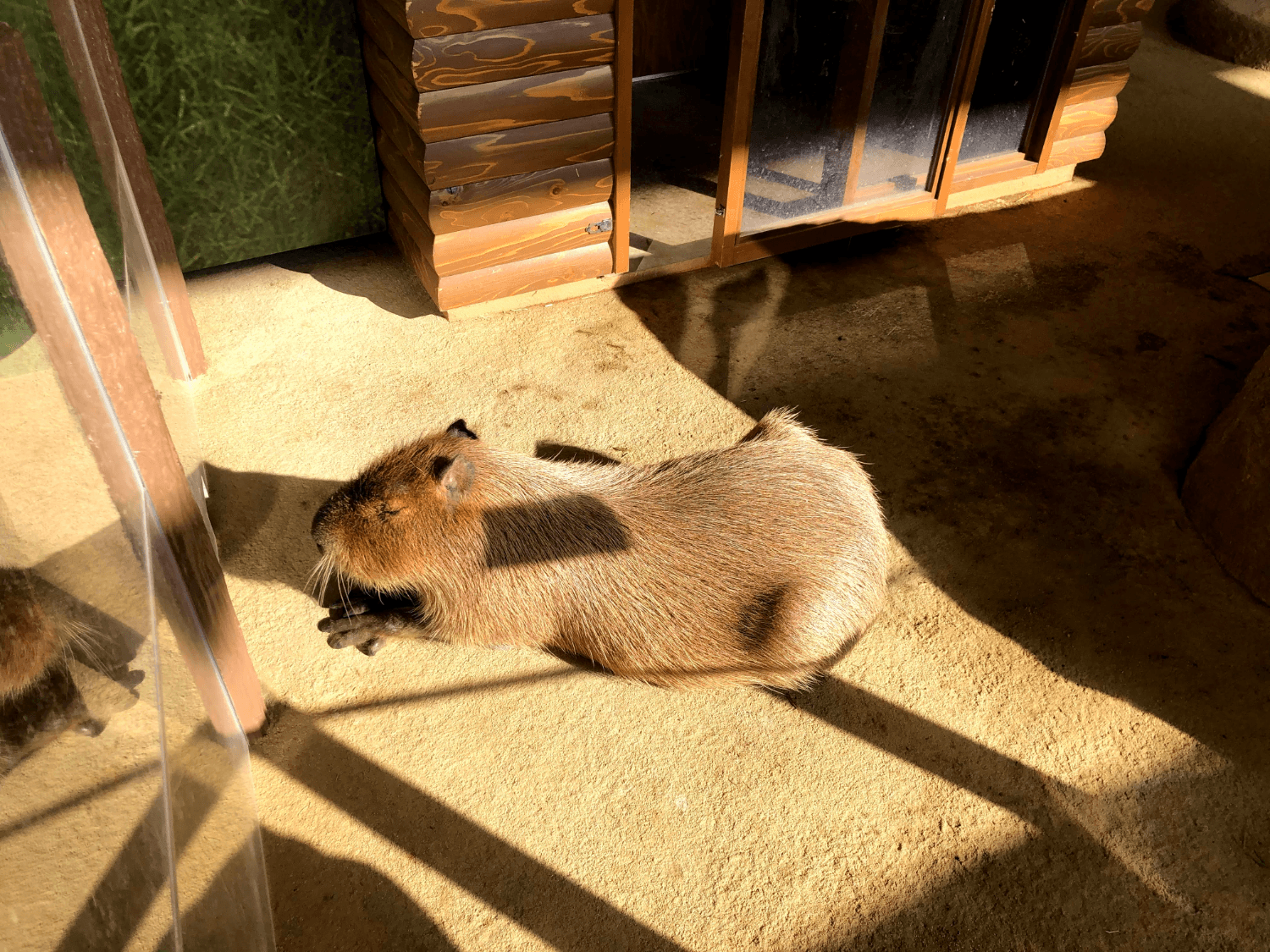 The Capybara Exhibit at Enoshima Aquarium
