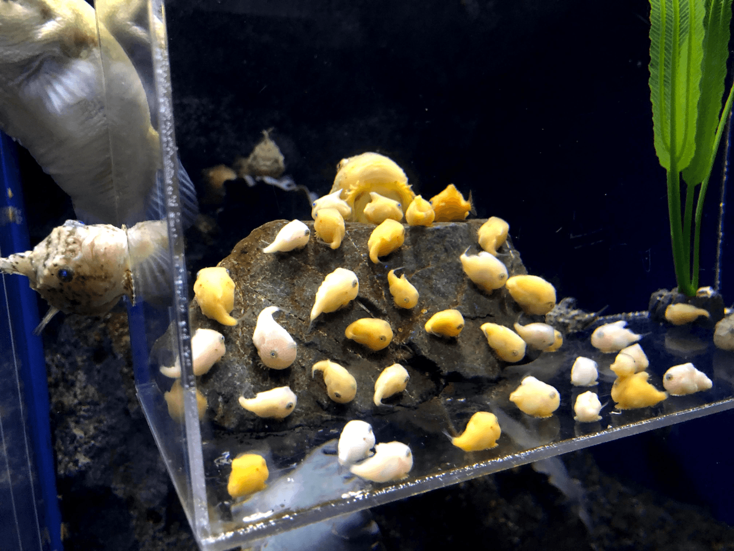A Deep Sea Exhibit at Enoshima Aquarium