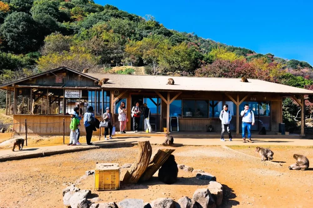Monkeys roaming free in Monkey Park Iwatayama in Kyoto, Kyoto Prefecture